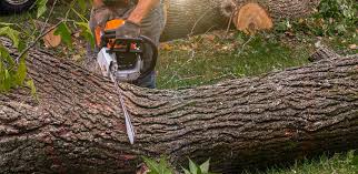 Trusted South Alamo, TX Tree Removal Experts